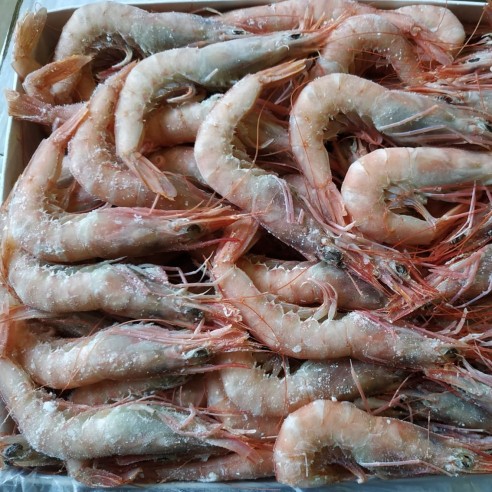 Gamba Blanca G3 MEDITERRANEO